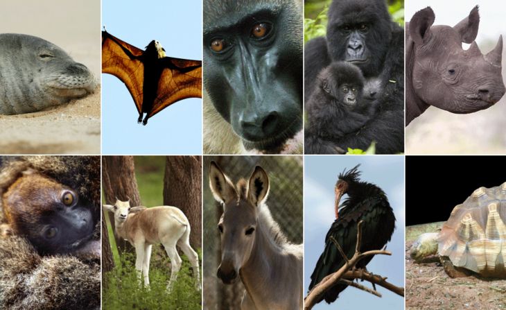 Africa is home to much unique wildlife, but many of its iconic species are threatened. Using information from the International Union for Conservation of Nature, we look at some of its most endangered animals.