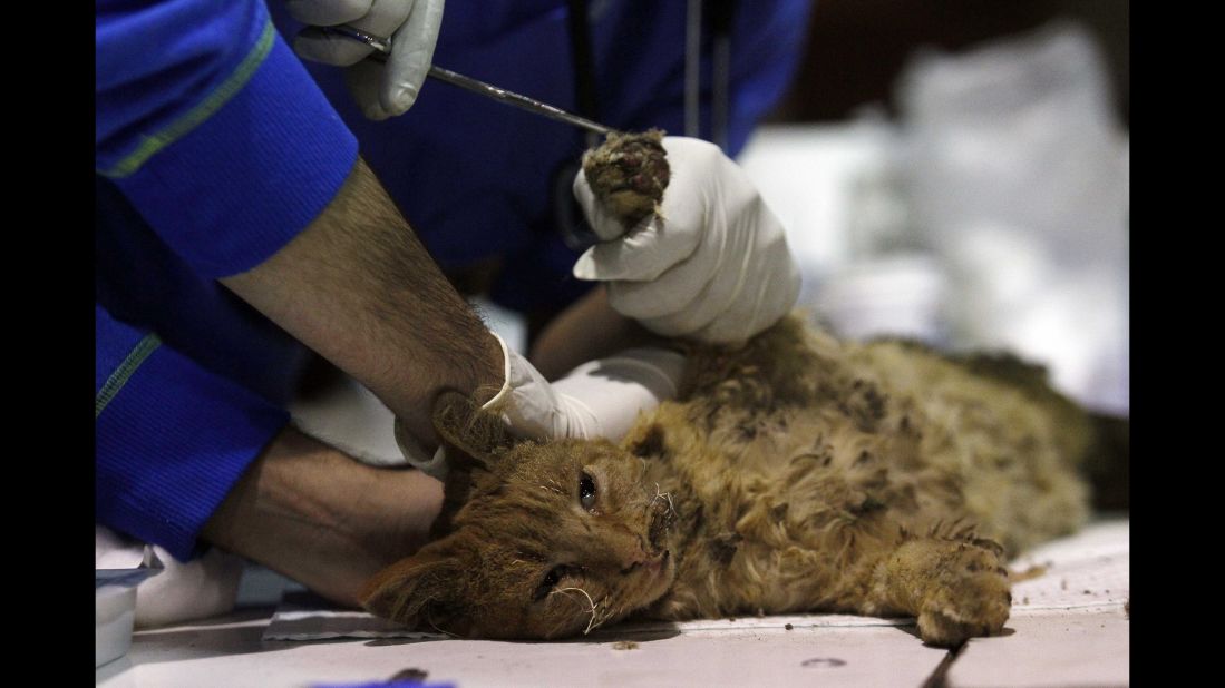A cat gets treated for burns April 14 by volunteer veterinarians who rescued animals from the fire.