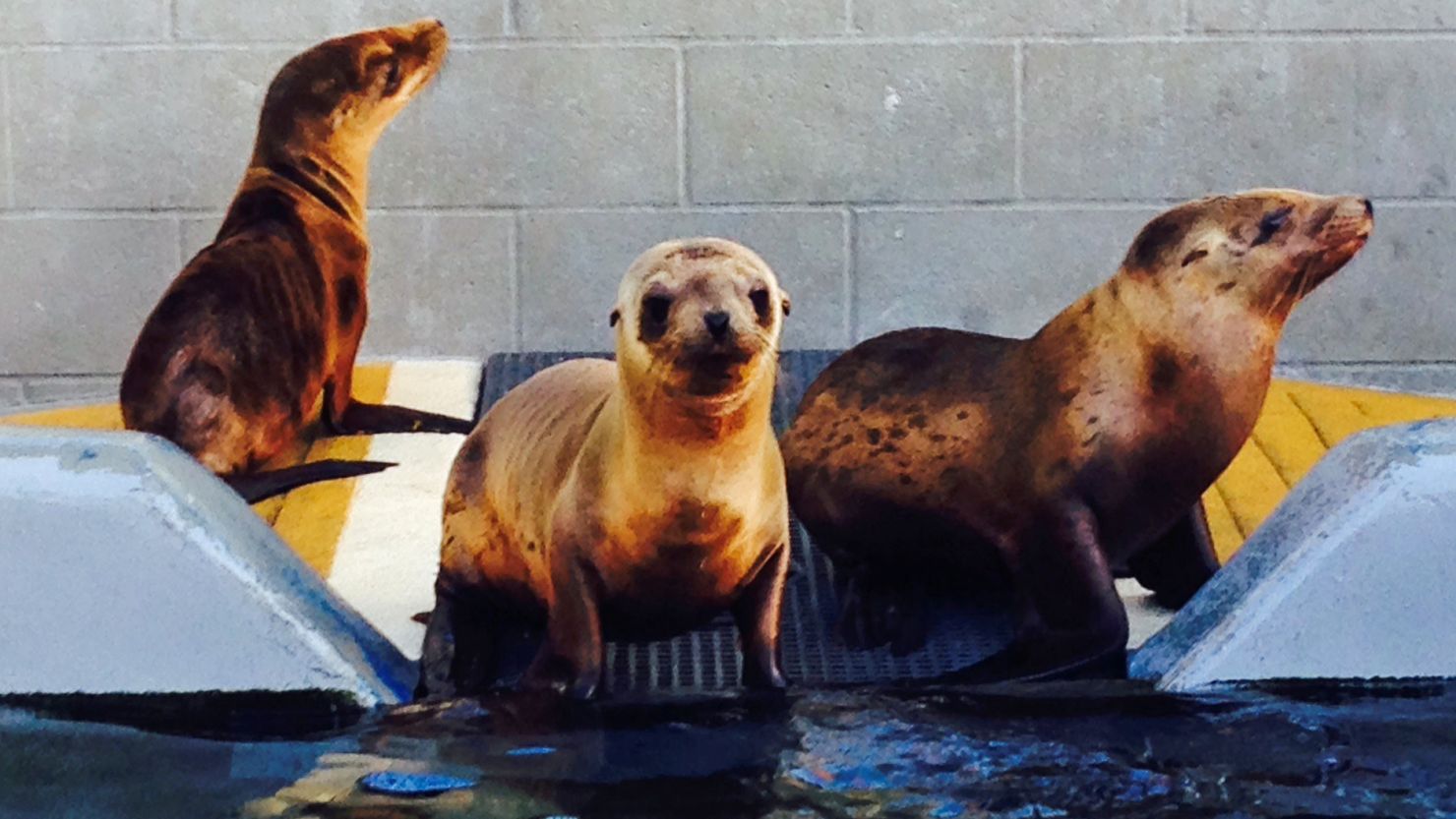 Hoppie, center, recovers with other sea lion pups at The Marine Mammal Center in Sausalito, California.