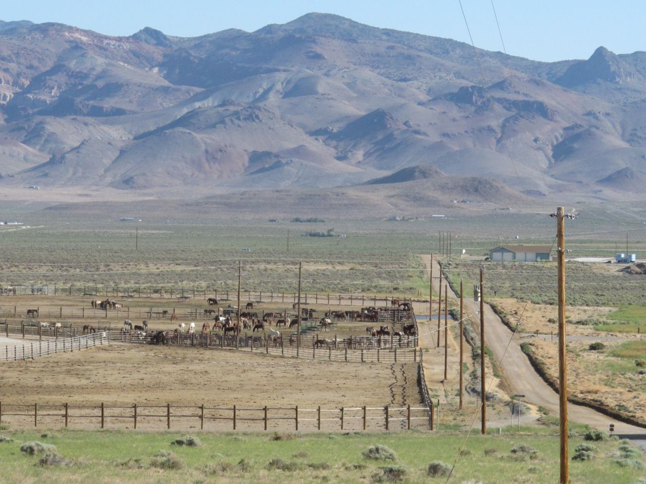 Horses stand behind a fence at the U.S. Bureau of Land Management's Palomino Valley holding facility in Reno, Nevada, on June 5, 2013. More than 80% of the land in Nevada is federally owned.