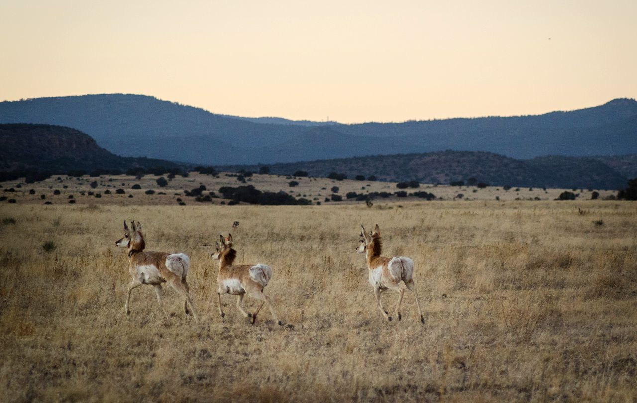 A group of pronghorn run across a meadow after being released on U.S. Forest Service land outside of Fort Stanton, near Capitan, New Mexico, on January. 14, 2014. The federal government owns a third of the land in the state.