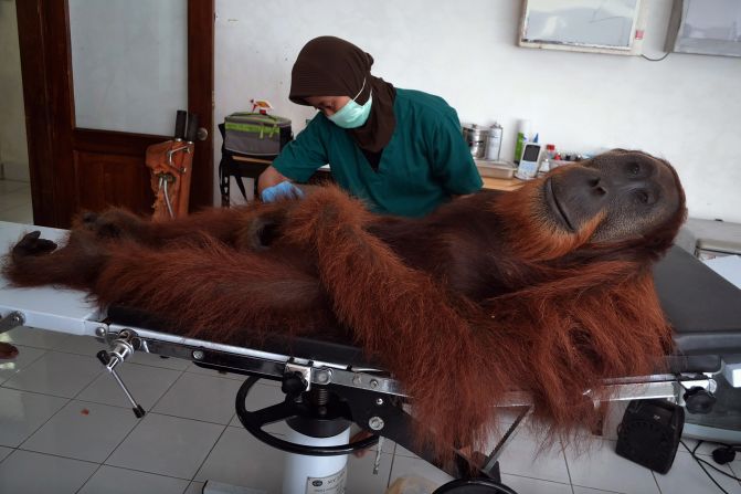 A veterinary staff member of the Sumatran Orangutan Conservation Program examines a 14-year-old male orangutan Wednesday, April 16, in Sumatra, an Indonesian island. The orangutan was rescued a day earlier with air gun pellets embedded in his body. His species is considered critically endangered because of poaching and rapid destruction to its forest habitats.