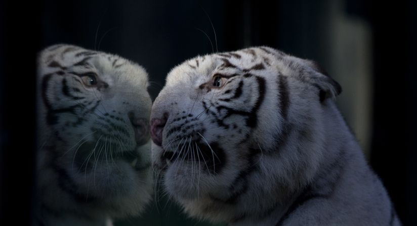 Cleo, a white Bengal tiger, looks through the glass of her enclosure at the Buenos Aires Zoo on Wednesday, April 16. 
