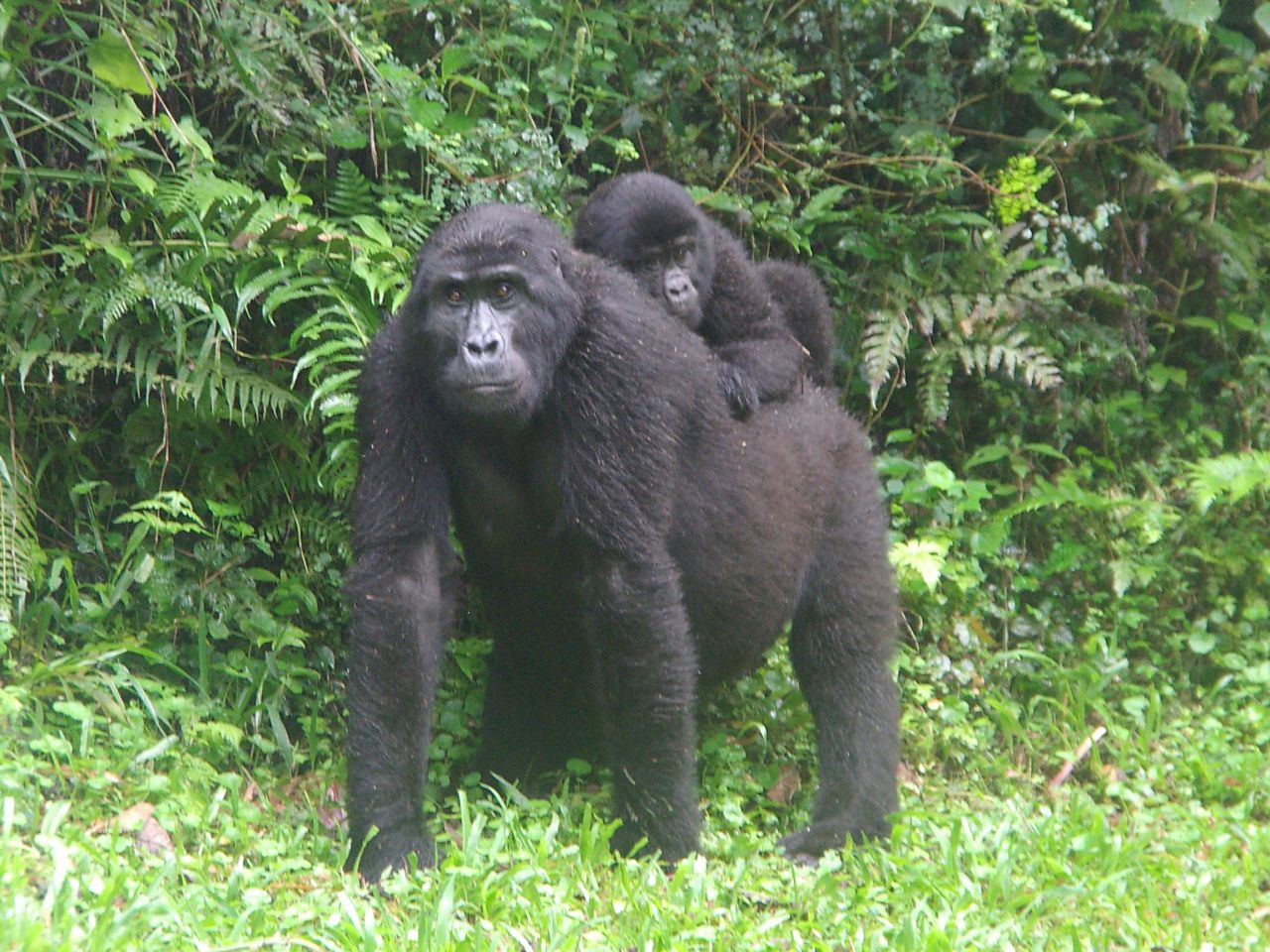 Adult female "Karungyi" gently carries one of the infant gorillas of the Rushegura group in Bwindi Impenetrable National Park in 2007. 
