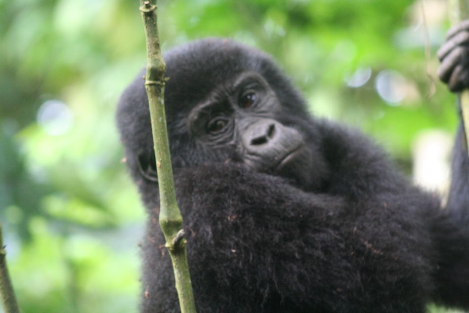 The Rushegura group is one of 10 habituated mountain gorilla groups at the UNESCO-designated World Heritage Site in Uganda.