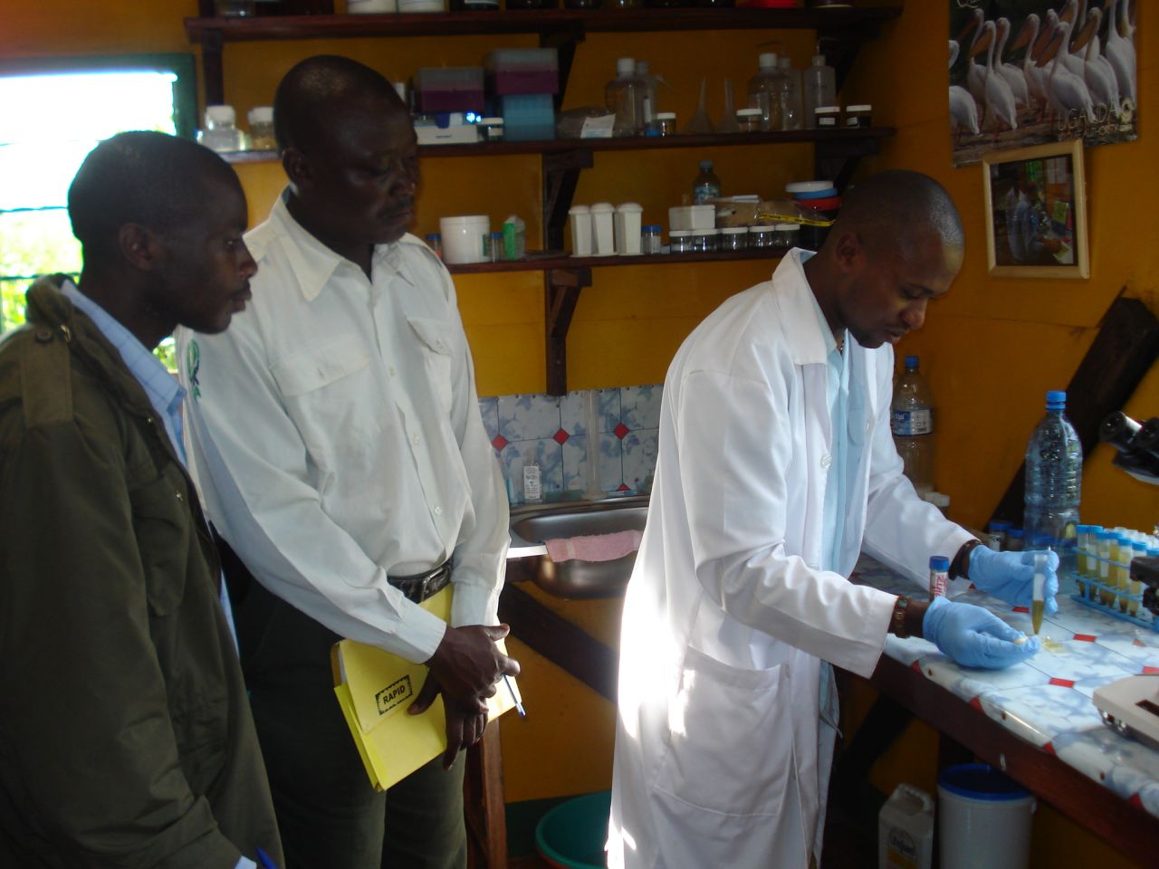 Part of the work conducted at the CTPH involves training wildlife health monitoring. Trained rangers, trackers and volunteers collect fecal samples which are then analyzed at the Gorilla Research Clinic for disease outbreaks and other medical ailments the mountain gorillas might face. 