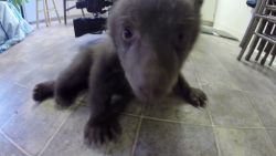 pkg bear cub rescue and recovery_00010828.jpg
