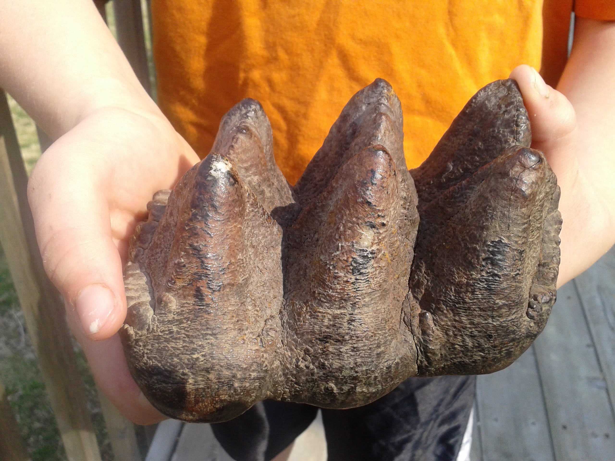 Nine-year-old steps on 10,000 year old mastodon tooth | CNN