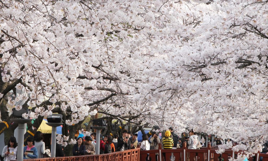 Cherry blossoms usher in spring in Jinhae in Changwon City, South Korea. The city's cherry blossom festival is South Korea's largest.