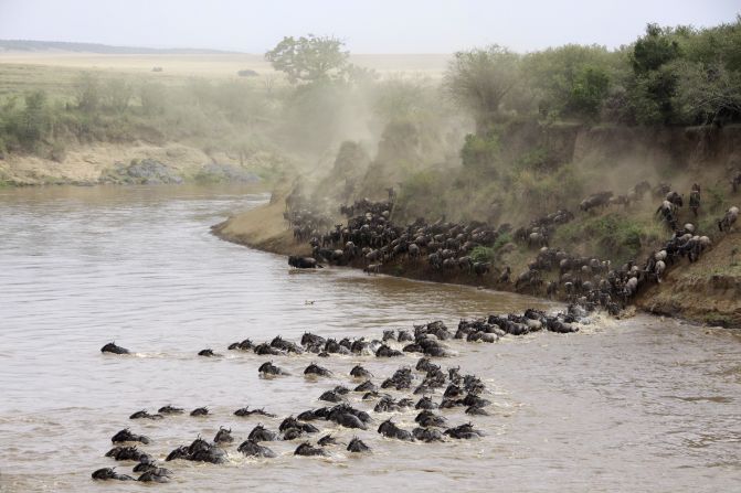 Wildebeest cross the Masai Mara River in Kenya. More than a million travel between Tanzania and Kenya each year during the Great Migration in search of food, water and breeding grounds.