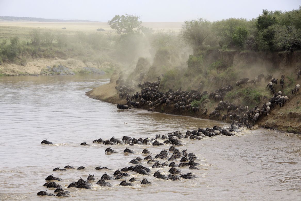 Wildebeest cross the Masai Mara River in Kenya. More than a million travel between Tanzania and Kenya each year during the Great Migration in search of food, water and breeding grounds.