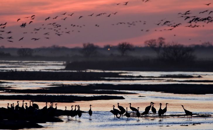 Hundreds of thousands of sandhill cranes migrate each year and many gather in early spring on the Platte River in Nebraska.