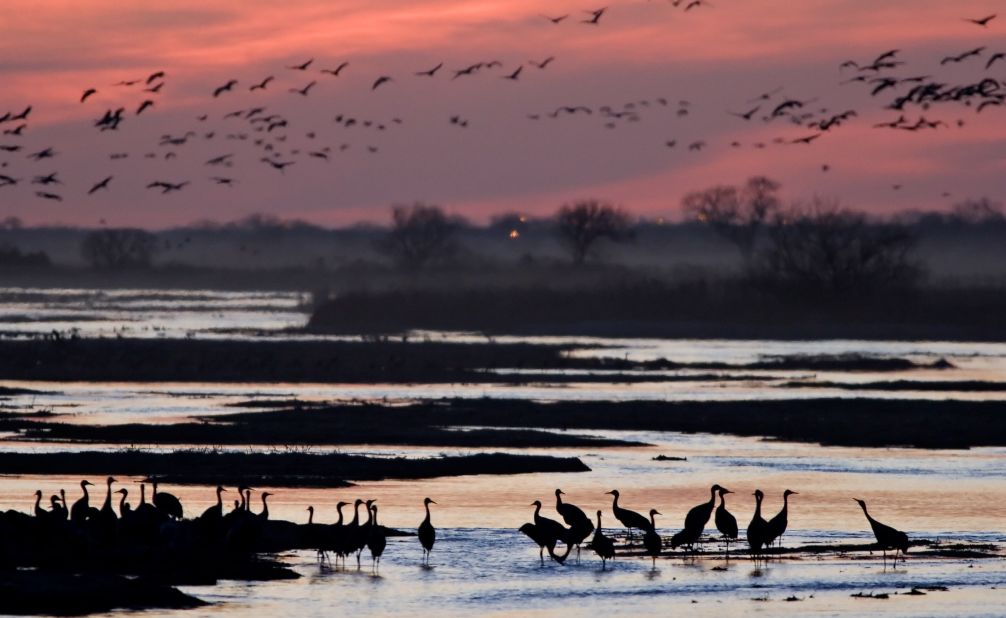 Hundreds of thousands of sandhill cranes migrate each year and many gather in early spring on the Platte River in Nebraska.