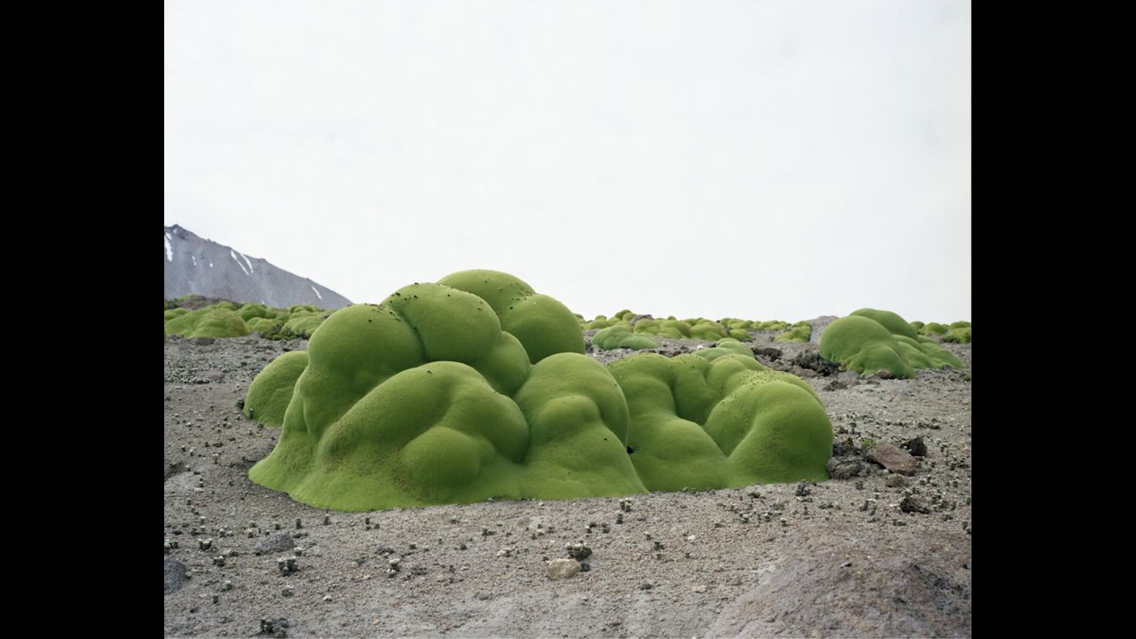Llareta plant. Up to 3,000 years old. Atacama Desert, Chile.