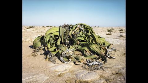 Welwitschia mirabilis plant. 2,000 years old. Namib Naukluft Desert, Namibia.