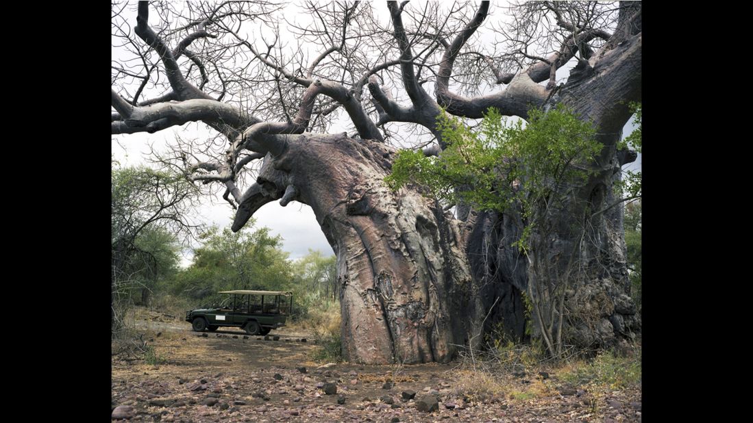 Pafuri baobab tree. Up to 2,000 years old. Kruger Game Preserve, South Africa.