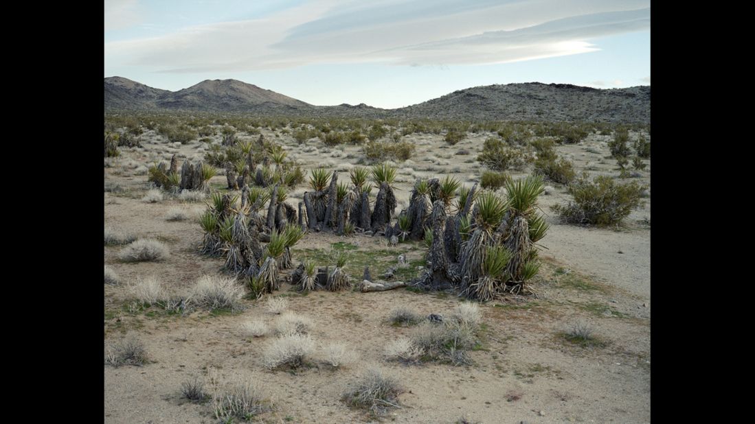 Mojave yucca. 12,000 years old. Mojave Desert, California. 