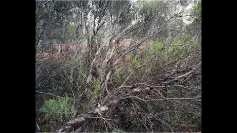 Rare eucalyptus. 13,000 years old. New South Wales, Australia. 