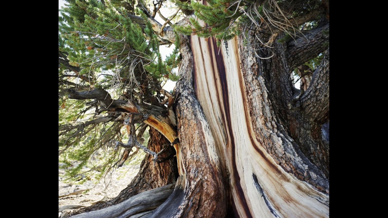 Bristlecone pine. Uo to 5,000 years old. White Mountains, California.