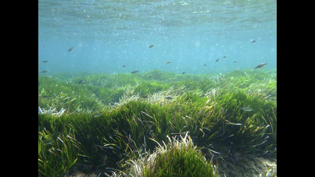 Posidonia oceanica sea grass. 100,000 years old. Balearic Islands, Spain. 