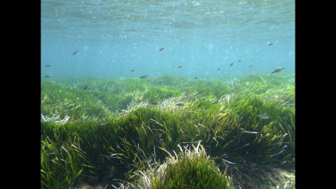 Posidonia oceanica sea grass. 100,000 years old. Balearic Islands, Spain. 