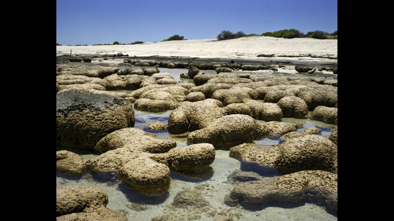 Stromatolites. 2,000 to 3,000 years old. Carbla Station, Western Australia. 