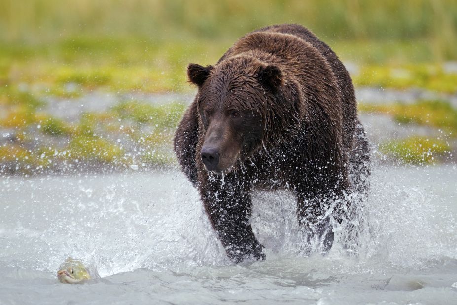At Alaska's Katmai National Park a brown bear grapples with his slippery dinner. The sockeye salmon run starts here in late June and the bears come out for dinner.