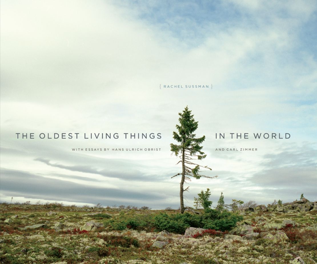 Rachel Sussman's new book, "The Oldest Living Things in the World."