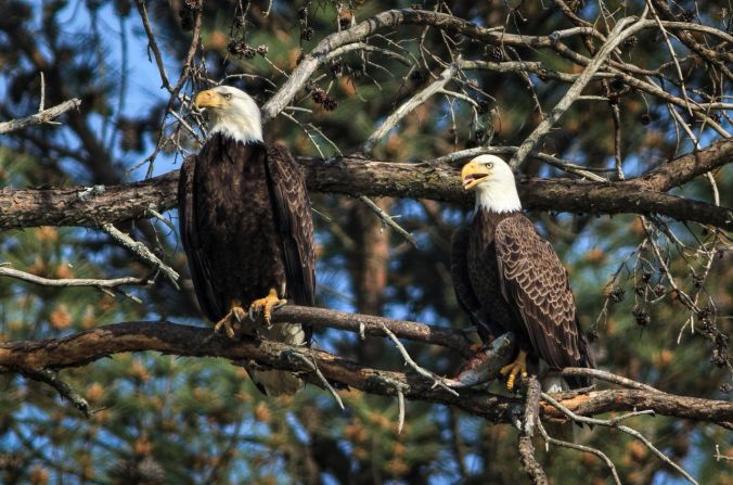 The pair were christened Elliott (right) and Eloise by the daughter of course superintendent Paul Carter. Females are roughly 20% bigger than males, according to <a href="index.php?page=&url=http%3A%2F%2Fwww.tnwatchablewildlife.org%2Fdetails.cfm%3Fdisplayhabitat%3Dwater%26sort%3Daounumber%26typename%3DWATER%26uid%3D09042418380120118%26commonname%3DBald%2520Eagle" target="_blank" target="_blank">Tennessee's Watchable Wildlife</a>.