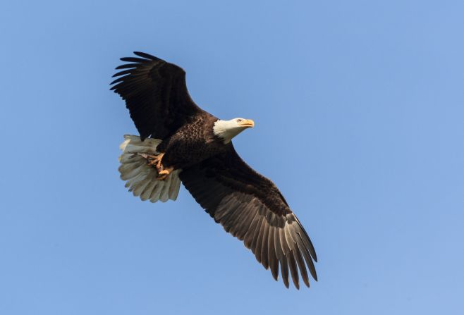 Bald eagle numbers declined during from the 1950s to the mid-1970s due to the use of a pesticide called DDT which affected the birds' ability to reproduce. <a href="index.php?page=&url=http%3A%2F%2Fwww.epa.gov%2Fpesticides%2Ffactsheets%2Fchemicals%2Fddt-brief-history-status.htm" target="_blank" target="_blank">DDT was banned in the U.S. in the early 1970s</a> and since, populations have recovered.  