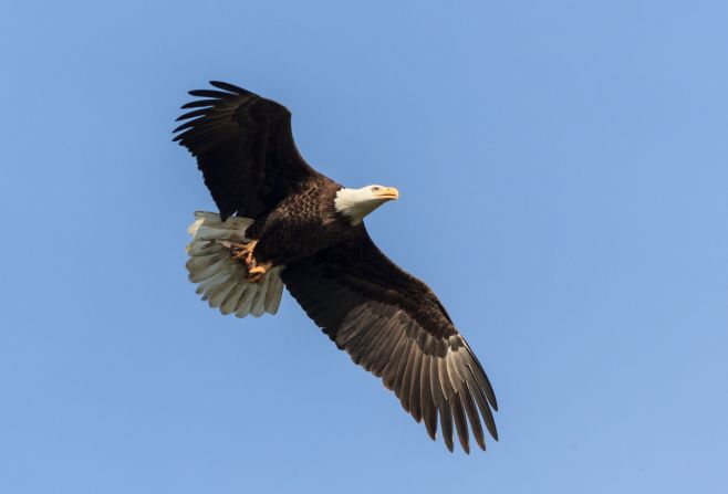 Bald eagle numbers declined during from the 1950s to the mid-1970s due to the use of a pesticide called DDT which affected the birds' ability to reproduce. <a href="index.php?page=&url=http%3A%2F%2Fwww.epa.gov%2Fpesticides%2Ffactsheets%2Fchemicals%2Fddt-brief-history-status.htm" target="_blank" target="_blank">DDT was banned in the U.S. in the early 1970s</a> and since, populations have recovered.
