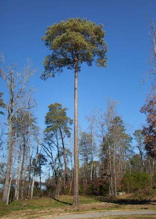The pair's nest can be found behind the 10th green in a 125-foot (38-meter) pine tree.