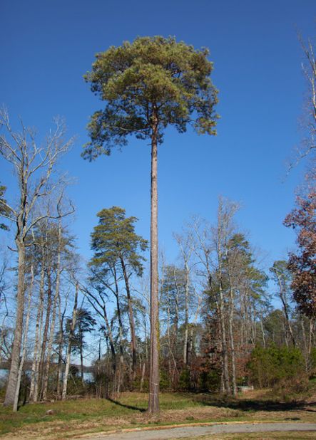 The pair's nest can be found behind the 10th green in a 125-foot (38-meter) pine tree.   