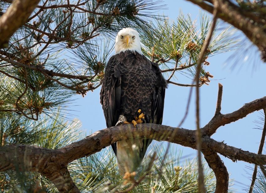 The bald eagle has a distinctive plumage -- white head and tail -- with a yellow beak and feet. As of 2012, there were more than 175 nesting pairs of bald eagles in Tennessee, according to Tennessee's Watchable Wildlife. 