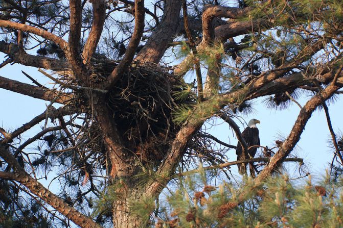 Carter says the nest is about 8.5 feet wide and about five feet deep. "They've pretty big! When you've got a couple of adults and some food and two eagles, you've got to have some room," he explains.