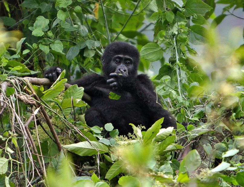 The passionate conservationist explains there needs to be a careful balance between conservation and commerce. She says: "I realized how the communities were benefiting a lot ... gorilla tourism is helping to lift them out of poverty." But increased human interaction has had an effect on the gorillas.