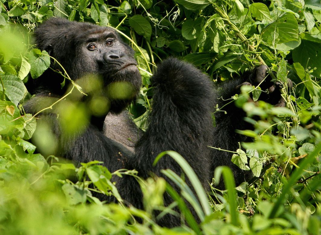 A silverback mountain gorilla inside Uganda's Bwindi National Park, home to about half of the world's mountain gorilla population.  