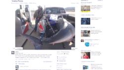 dnt mako shark caught_00003321.jpg
