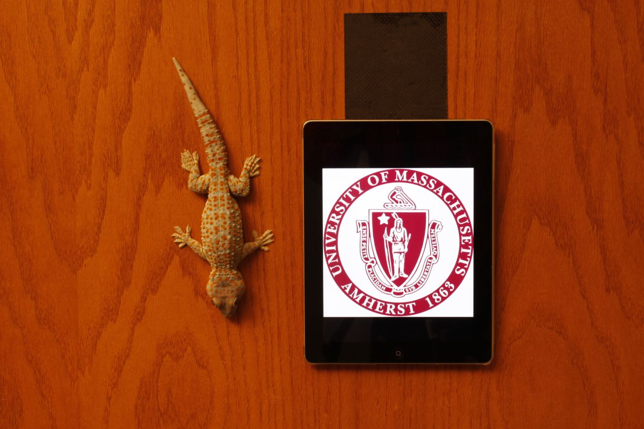 Imagine sellotape so powerful that an index card-sized piece can hold up over 300kg. Researchers at UMass Amherst have developed <strong>Geckskin</strong>, inspired by <strong>Geckos</strong> ability to walk up sheer glass windows and hang upside down on wooden doors. The scientists looked to these scuttling reptiles toe pads -- lined with microscopic hairs that create an adhesive effect -- for the secret. 