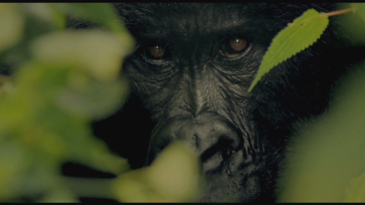 aman virunga keyframes_00003101.jpg