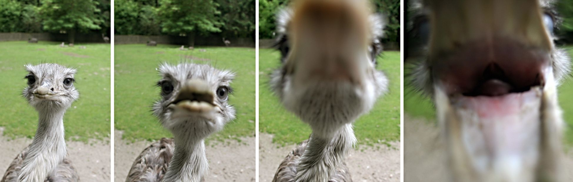 UK Animal welfare charity the RSPCA has warned that rheas, which have sharp claws and beaks, can be dangerous if they feel threatened.