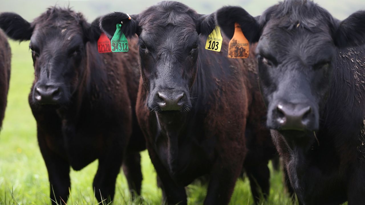 Research shows that conventional methods of raising beef are environmentally harmful.