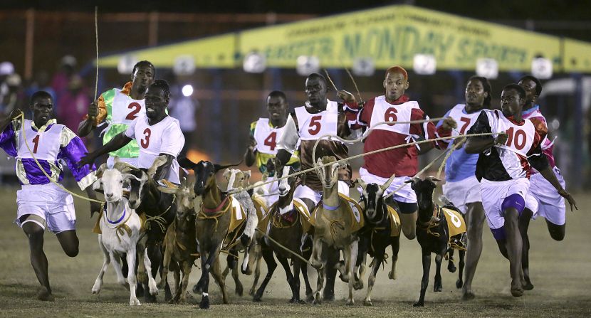 Goats and their jockeys jostle for position in a race Monday, April 21, in Tobago. The event is part of the island's annual Easter celebration.