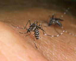An Asian Tiger mosquito feeds from someone's hand.