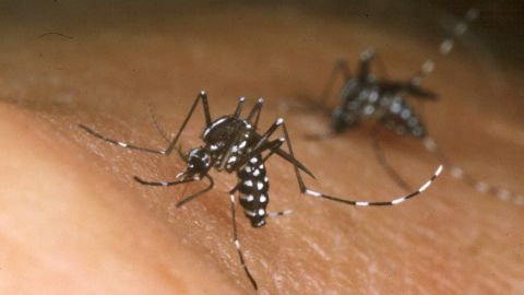 The Asian Tiger mosquito carries chikungunya, a disease that originated in Africa and causes high fever and intense pain.