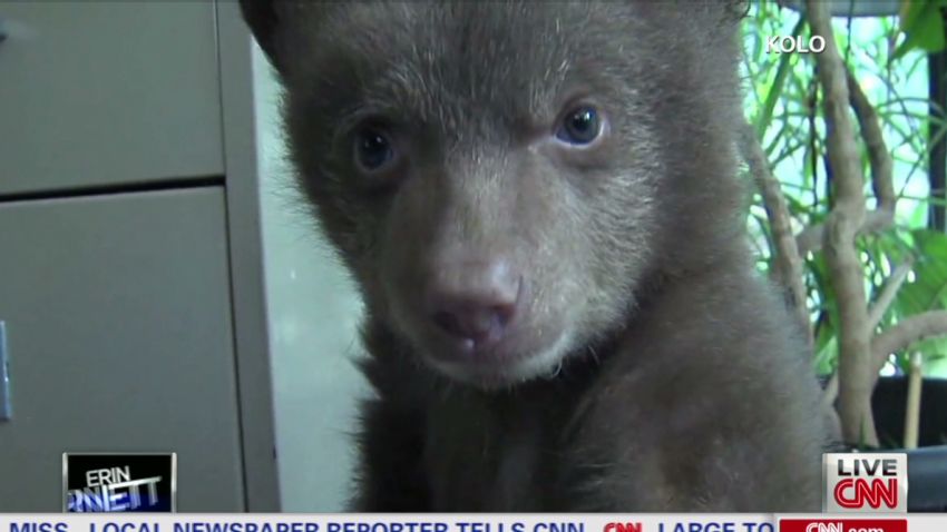 erin pkg moos bear cub solved_00003613.jpg