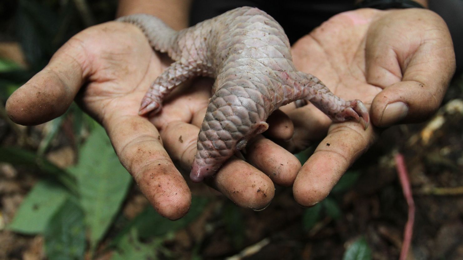 A baby pangolin, the target of illegal poachers.