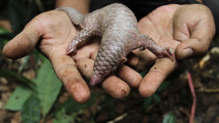 A rescued baby pangolin is released in the forest by government wildlife and conservation officer in Karo district located in North Sumatra province on July 31, 2012 after Indonesian police intercepted 85 endangered pangolins, most of them alive despite being stuffed into sacks by suspected smugglers. The animals, also known as scaly anteaters and prized mostly in China and Vietnam as food and medicine, were crammed into 14 sacks when they were seized at a bus station in the city of Medan in North Sumatra province on July 28, 2012, said Yoris Marzuki, chief detective of the local police. AFP PHOTO (Photo credit should read AFP/AFP/GettyImages)