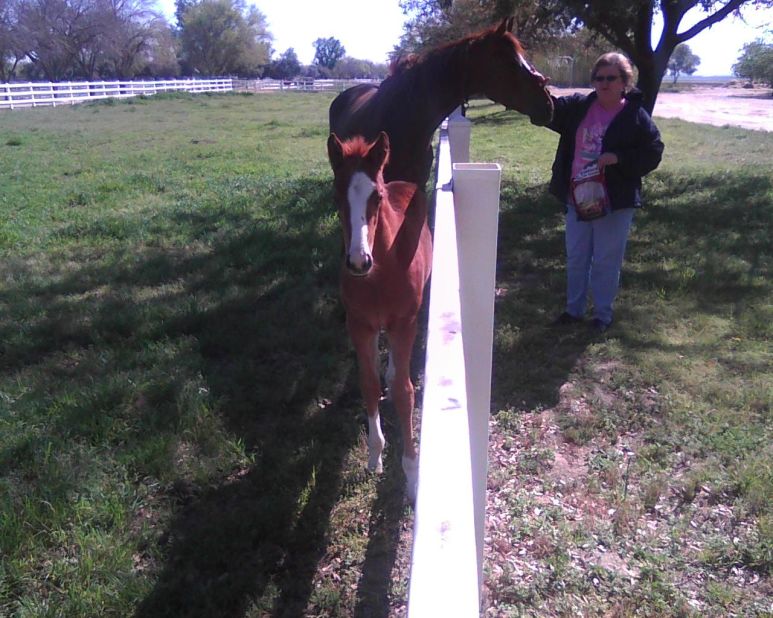California Chrome, pictured with mother Love the Chase as a foal, was a huge bargain -- the mare costing $8,000 and breeding with sire Lucky Pulpit for just $2,000.