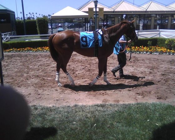 The colt has become a surprise hit in thoroughbred racing, upstaging far more costly rivals in something of a fairy tale.